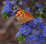 Compliments of Ace Clip Art